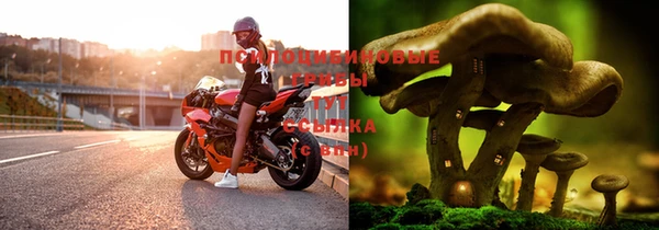 ГАЛЛЮЦИНОГЕННЫЕ ГРИБЫ Коряжма